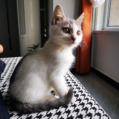 FangKuaiM的头像-Mikusignal ROM